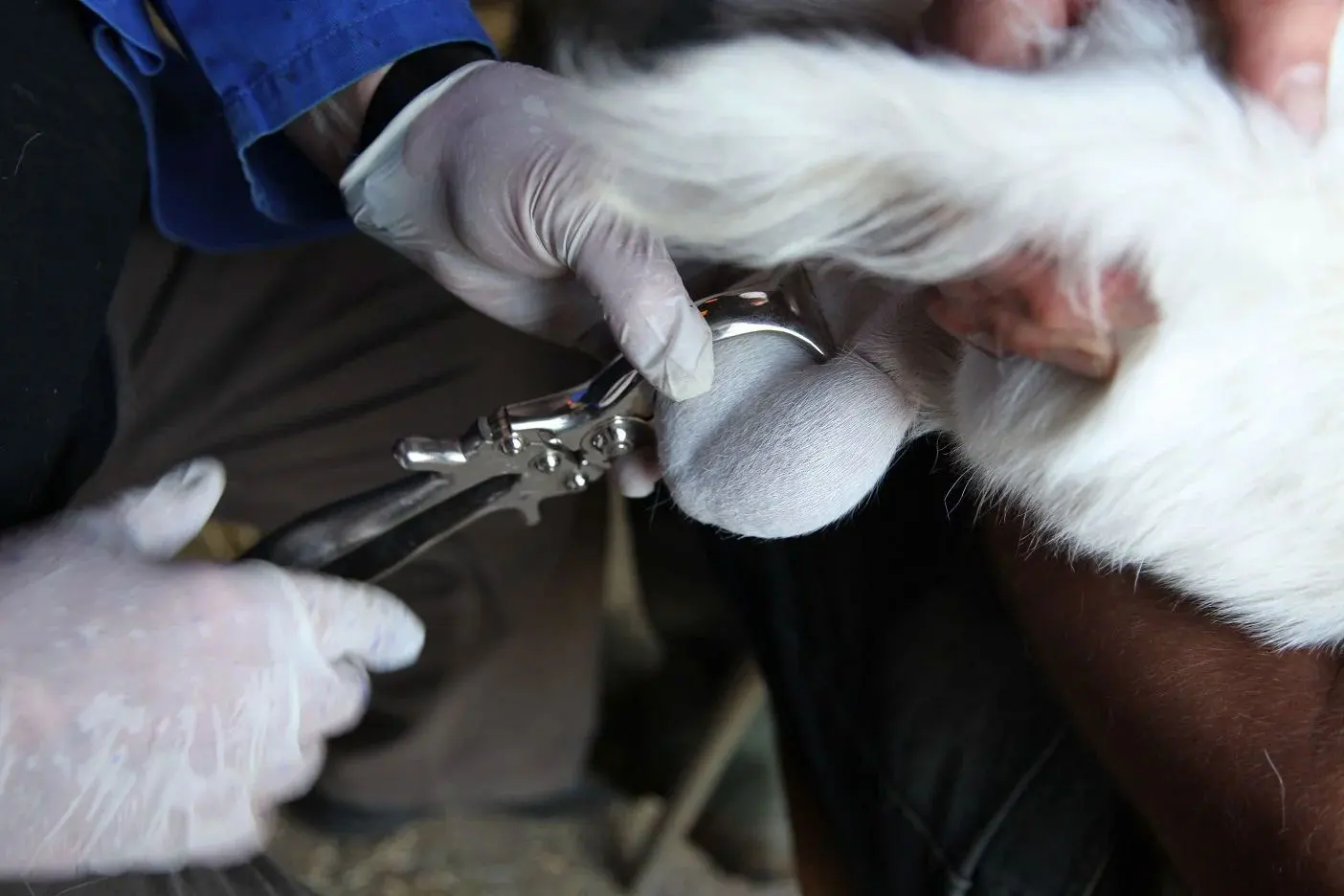 Large Animal Castration Forcep Burdizzo Castrator for Cattle ...