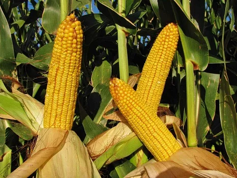 Fresh Organic Dried Glutinous Yellow Corn Maize High Quality Sweet Corn Seed Bulk in 50kg Packaging Bags