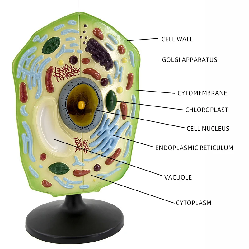 product teaching resources medical science plant cell model-6