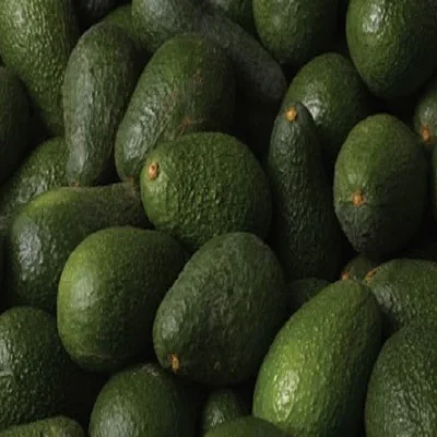 FRESH AVOCADO HASS and FUERTE,Fresh Furte & Hass Avocados FRESH AVOCADO