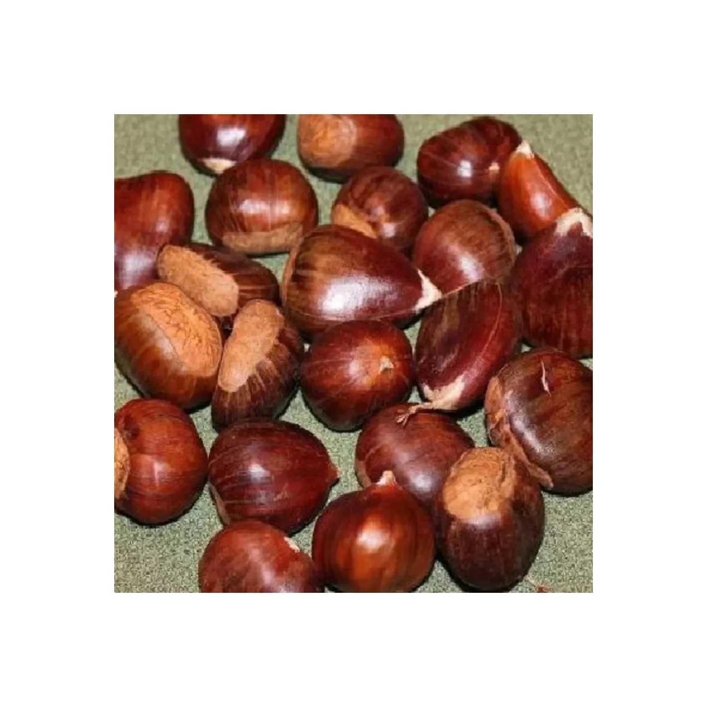 Fresh Chestnut For Roasted Chestnuts Not Chestnut Peeling Machine Buy