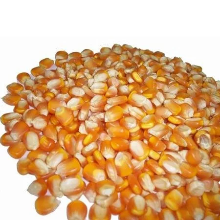 Natural Netherlands Origin Organic Frozen Maize Corn for Cattle and Poultry Feed Yellow Corn