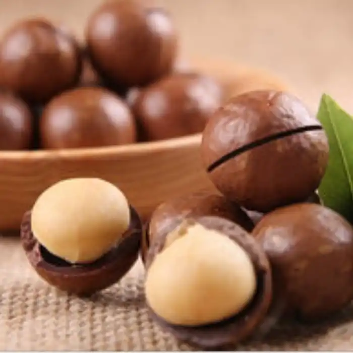 Wholesale 500g Raw & Roasted Macadamia Nuts  Premium Macadamia Kernels