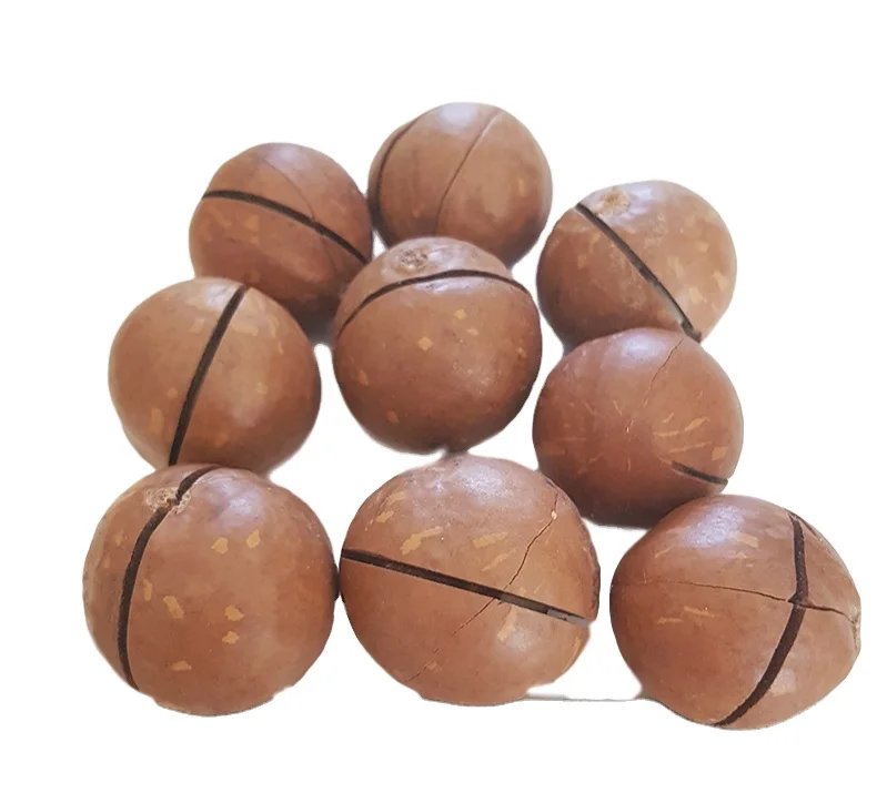 Hot Seller 2023 New Crop Macadamia Nuts In Shell Cheap Price
