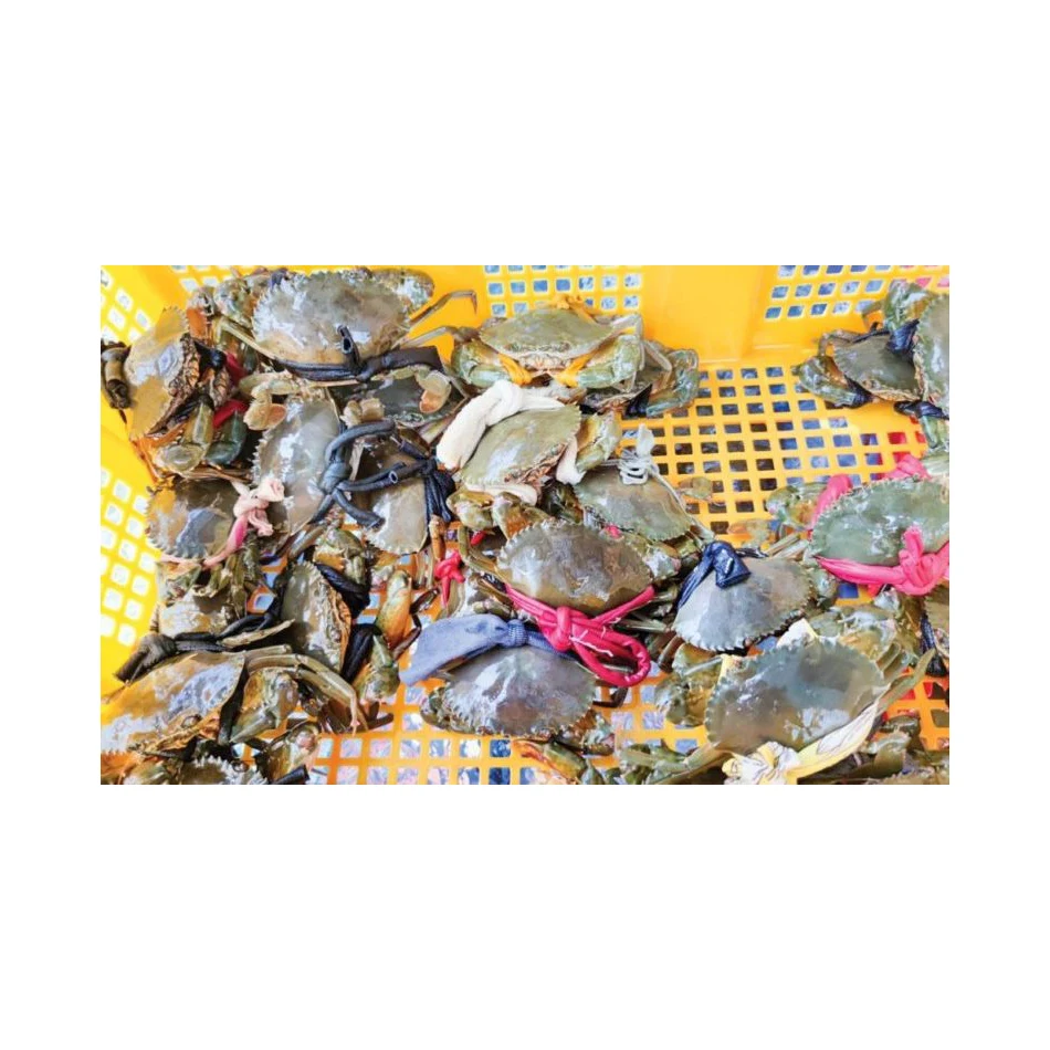 Оптовая продажа грязевой Краб/кокровый Краб/мясной краб