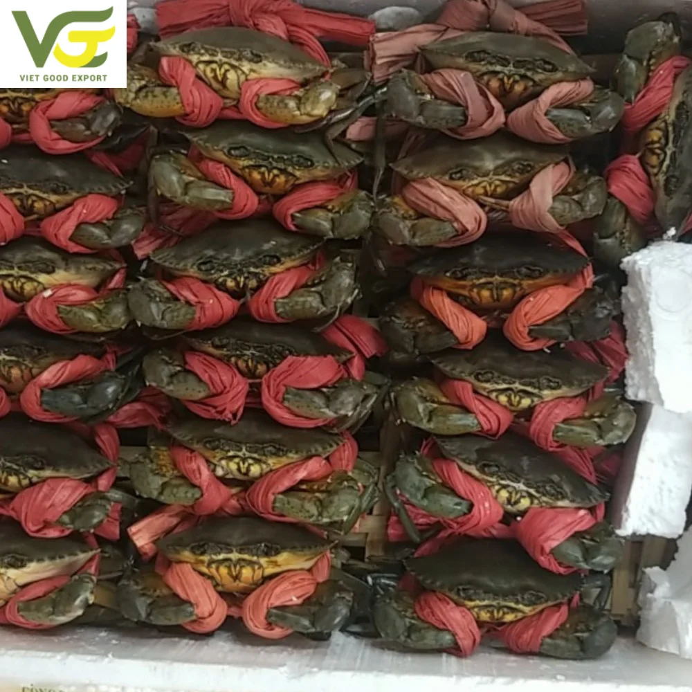 Best Supplier Mud Crab/ Crab Roe /meat Crab For Standard Restaurant