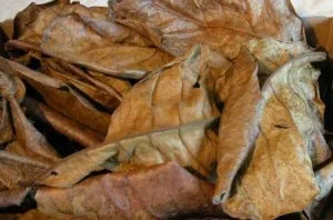 Terminalia Catappa: Unlock the Potential of Your Aquarium Water - Premium Products for Lively Aquarium Fish
