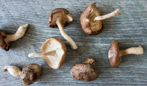 Самый дешевый гриб шиитаке из Вьетнама, высококачественный сушеный гриб шиитаке/Ms. Yami