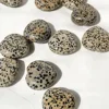 Dalmatian
