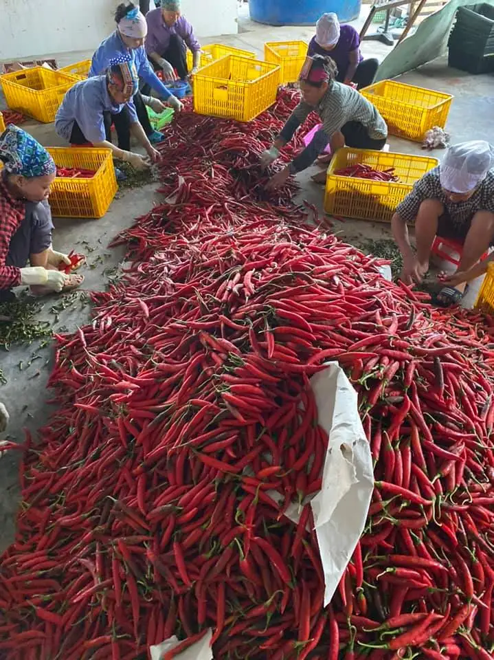 Vietnam Supplier Canned Red Chili Pickled Green Chilli Satled Chilli in Jar Canned Vegetables - WA 0084 989 322 607