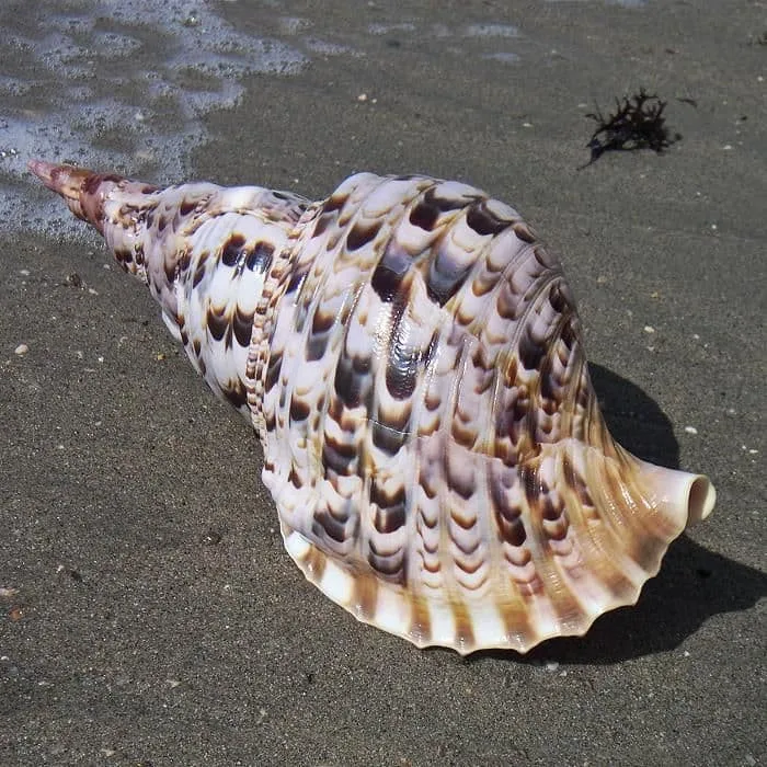 Large Size Trumpet Seashells Triton Seashell Conch Shells Natural Sea ...