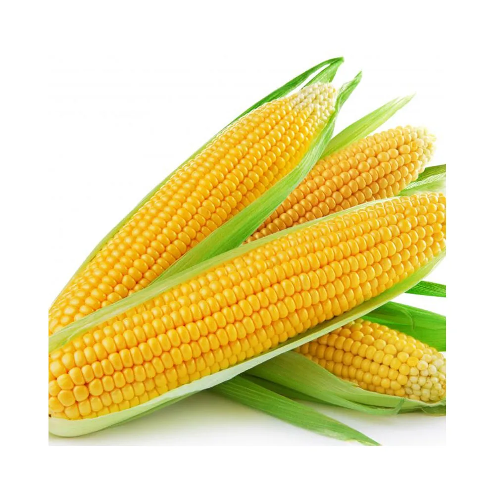 Dried Yellow Corn Grains Experienced Fresh Yellow Corn Kernel ...