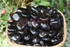 translucent brown to black