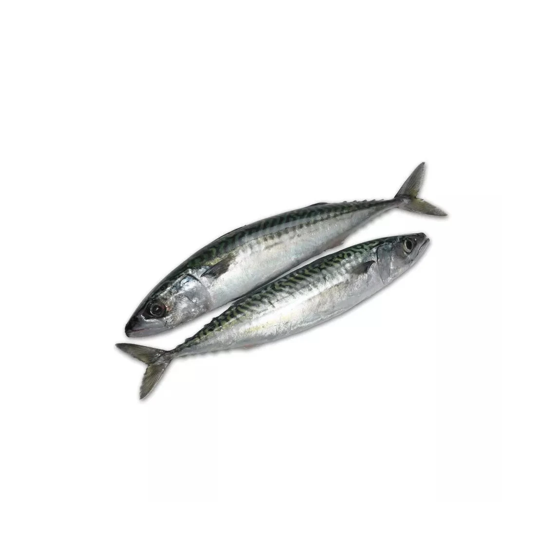 Premium Horse Frozen Mackerel Fish Bulk Hot Sale Seafood Frozen Whole Round Pacific Fish Mackerel for Canned Food