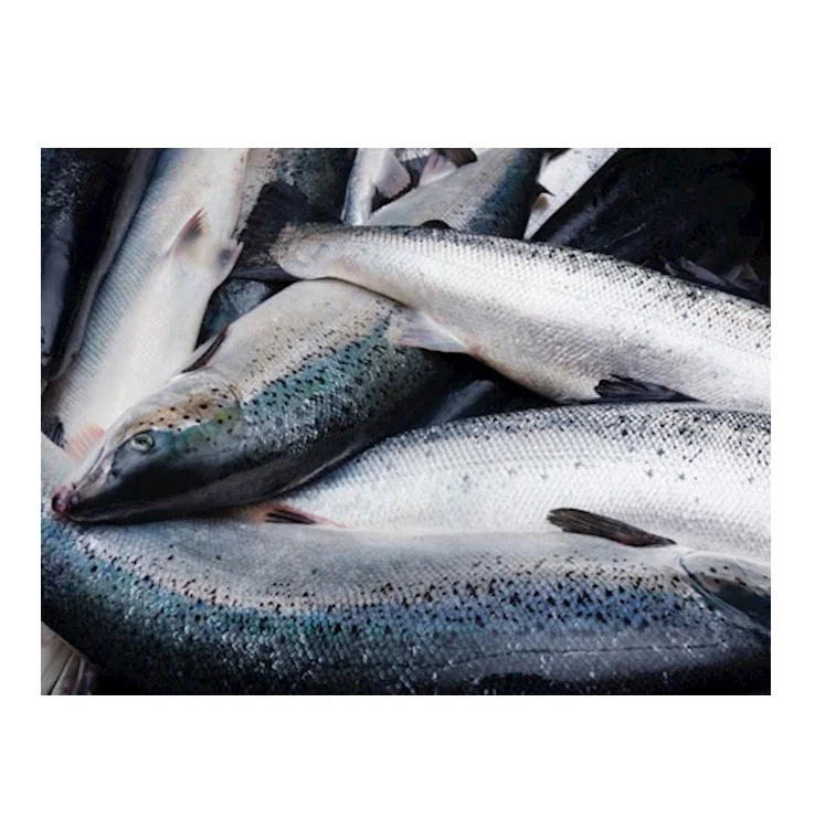 Salmon Fish Frozen Fillet Fresh And Frozen Atlantic Salmon Fish/whole