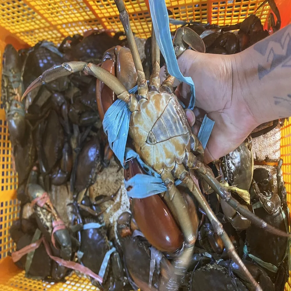 Fresh Red King Crab Fresh/frozen/live Red King Crabs - Buy Crab King