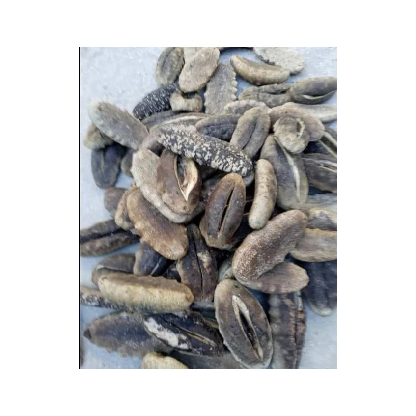 Bulk Dried Sea Cucumber/ Sea Cucumber For Sale Buy Dried Sea Cucumber