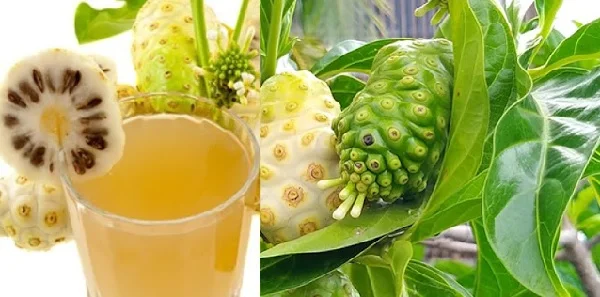 Noni фруктовый сок высокое качество Morinda Citrifolia фермент из