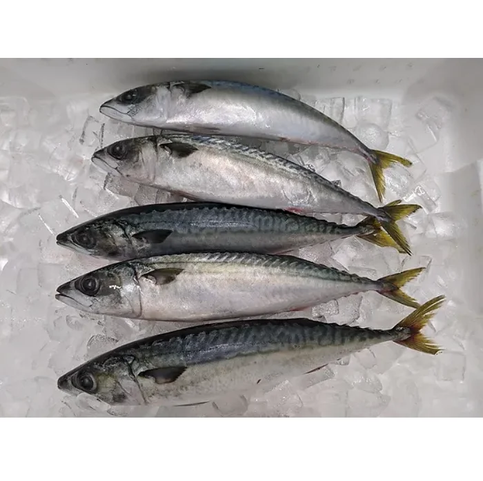 Лидер продаж, замороженная скумбрия, хорошая цена, морепродукты, 10 кг, 500-700 г, замороженная королевская Макрель, цельное филе, сушеные пакеты