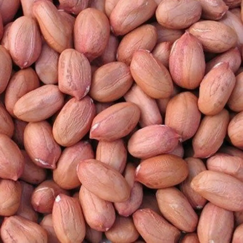 Wholesale Red Blanched Peanut Kernels Bold & Java Peanuts Dried Top Grade 25kgs Vacuum Packed China Origin