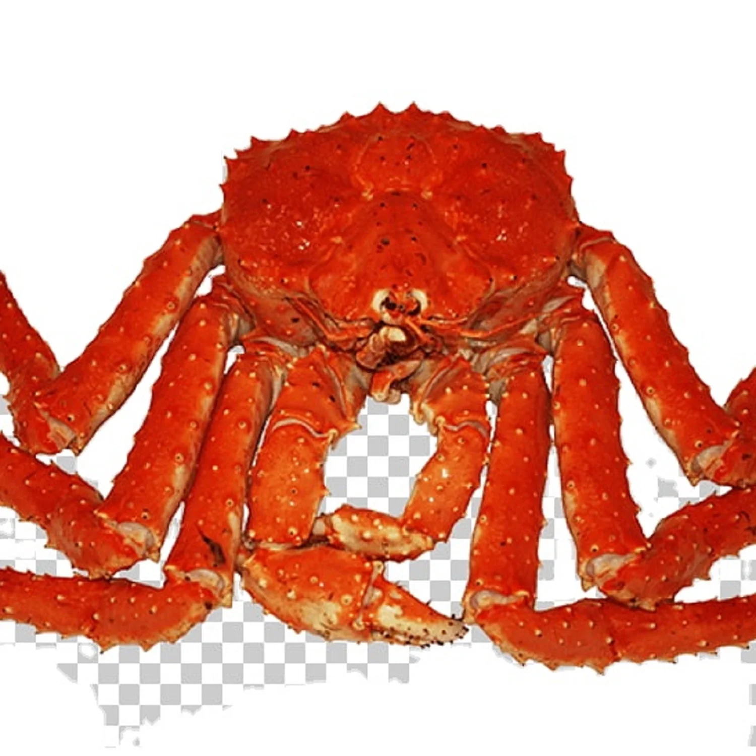 Frozen/Fresh Red King Crabs King Crab Legs Live Red Kind Crabs