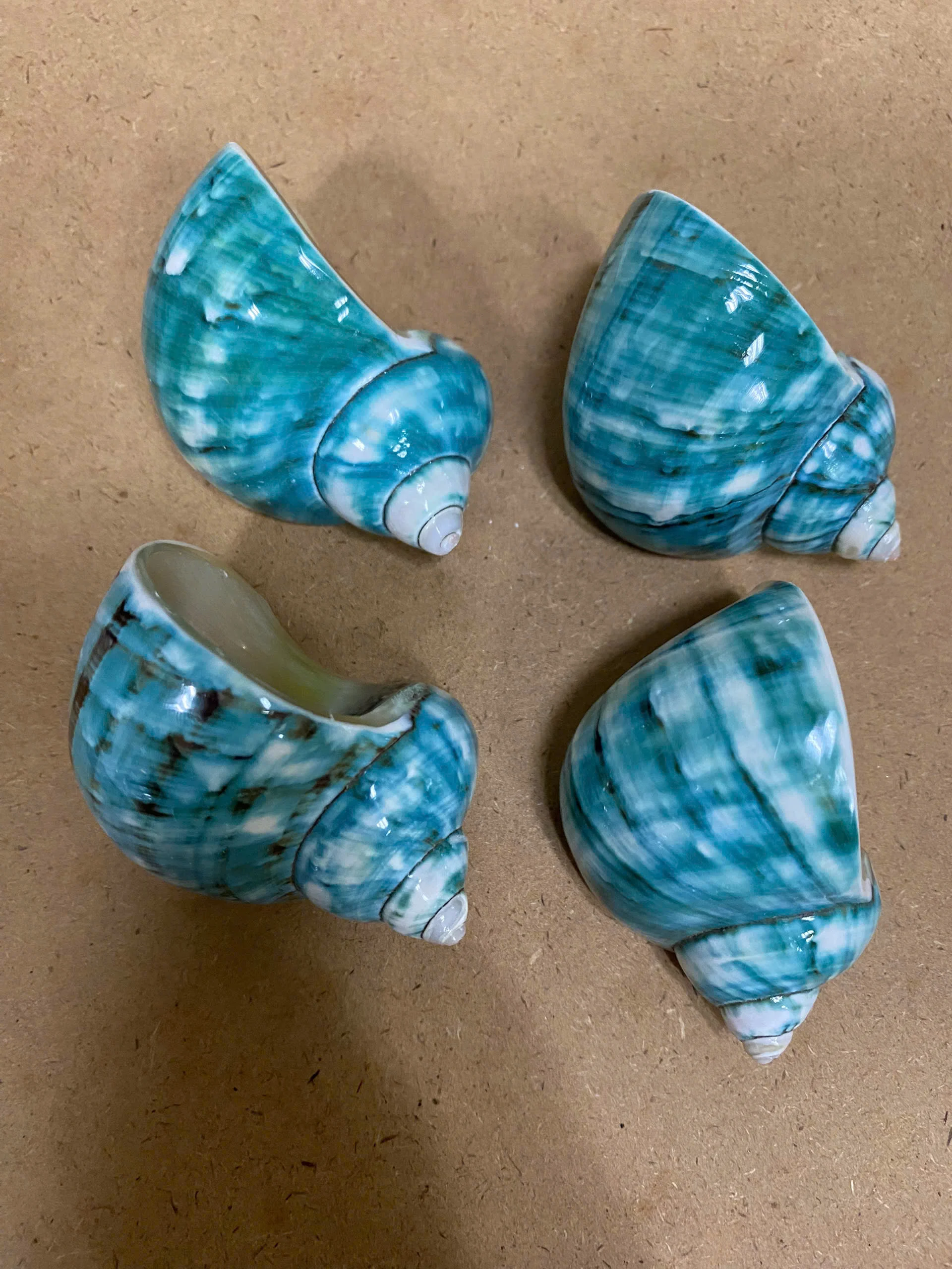 Natural Mother of Pearl Conch Shells for Crafts or Art Decoration Beautiful Designs at Reasonable Prices From Vietnam