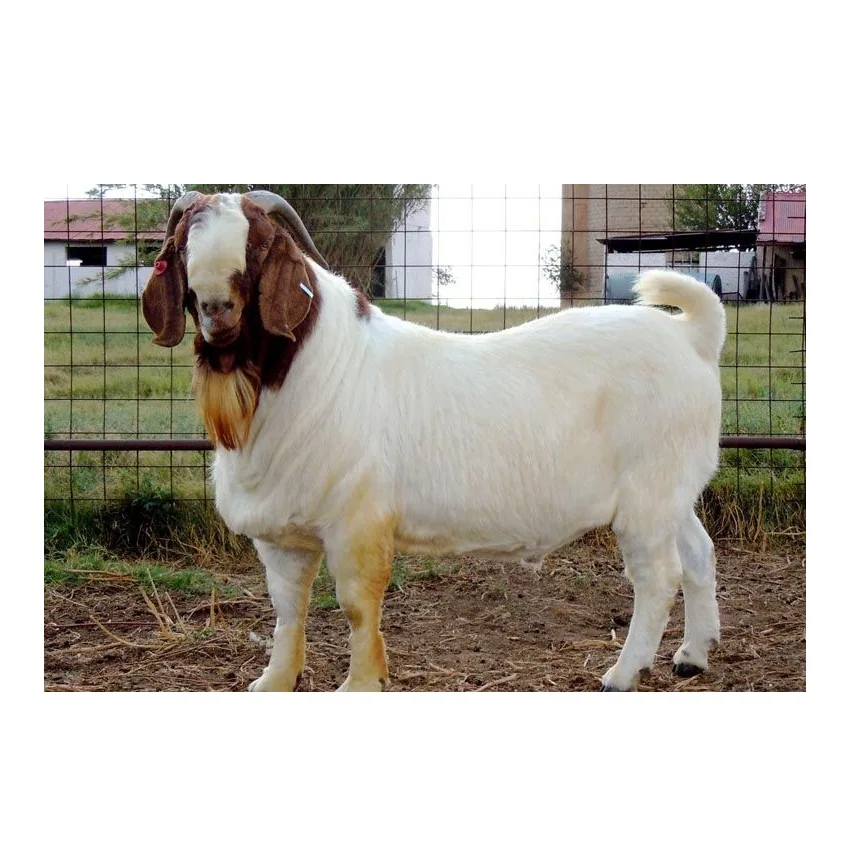 Boer Goats / Saanen Goats / Anglonubian Goats Buy Alive Boer Goats