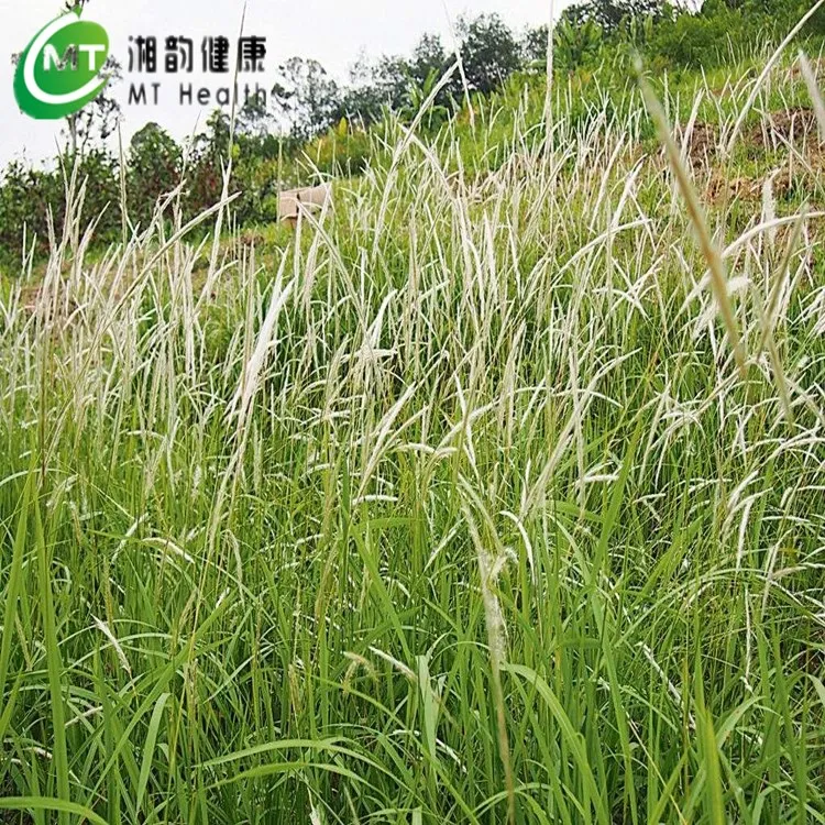 dracaena deremensis white jewel Dracaena Jade Jewel for Sale