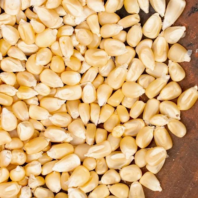 Dried Yellow Corn (Maize) for Sale 50kg, 25kg, 10kg  Dried White Corn Grains (Bulk White Corn for Sale)