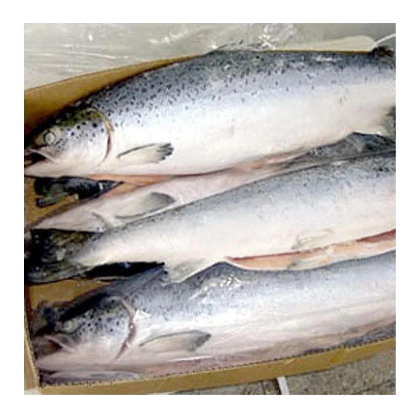 Salmon Fish Frozen Fillet Fresh And Frozen Atlantic Salmon Fish/whole
