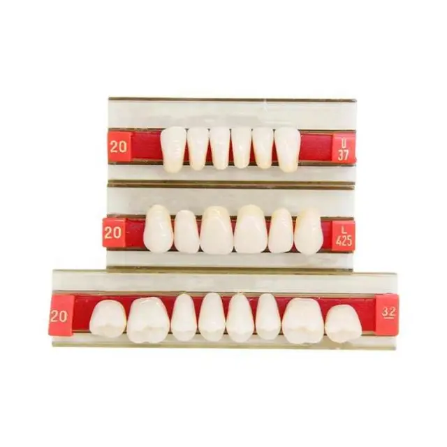 2layer acrylic resin teeth/denture teeth/ resin teeth