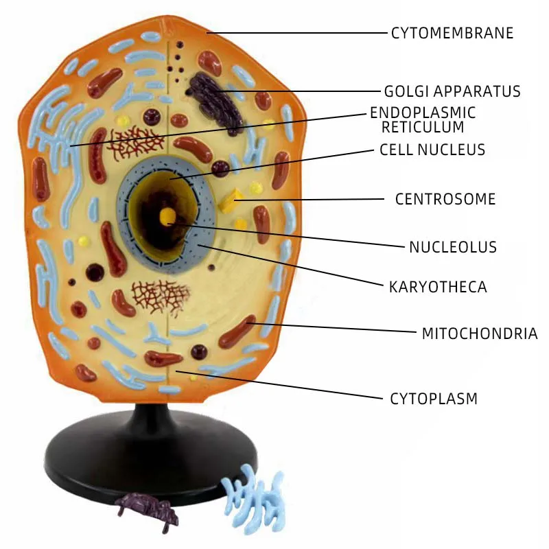 product teaching resources medical science animal cell model-6