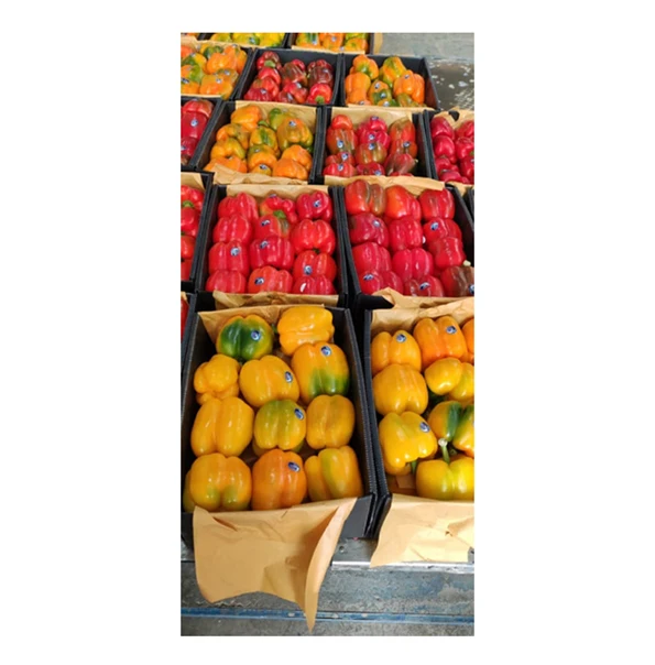 Хорошее качество премиум класса 100% натуральные свежие овощи оптом свежий перец/цветной перец от египетского происхождения экспортер