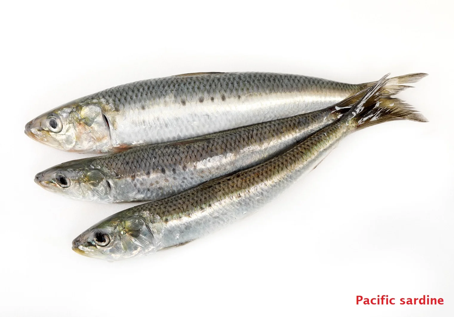 Japanese Bulk Fresh Seafood Frozen Pacific Herring Fish Mackerel Buy
