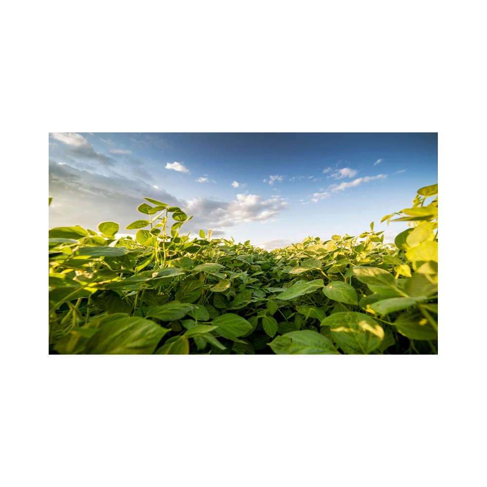 Non Gmo Soybeans / Soya Beans Soy Bean Seeds And Soya Bean Seeds Buy