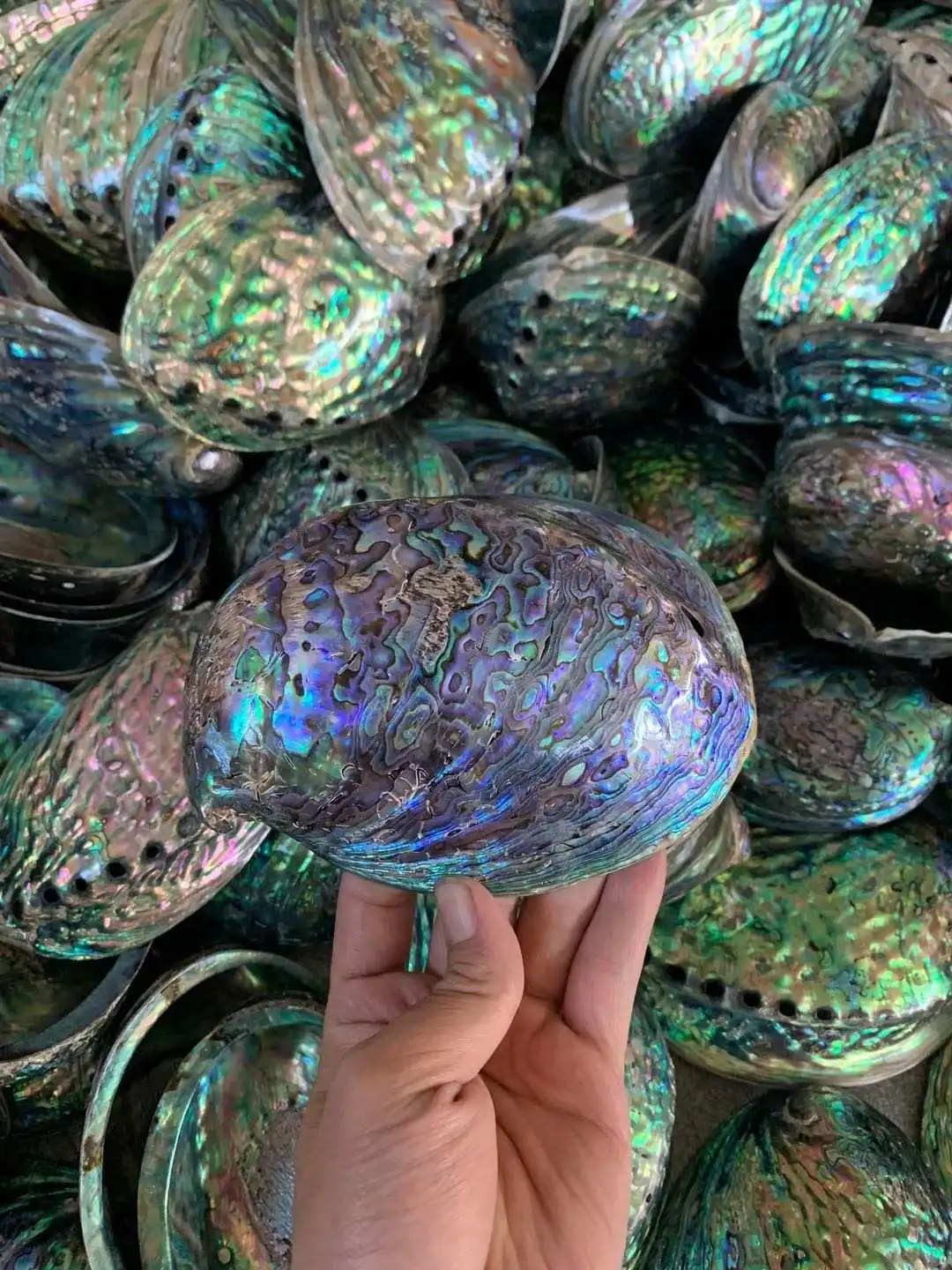 Sc Shaped Shell Natural Abalone Shells Polished Mother Of Pearl Seashell Decorative ...