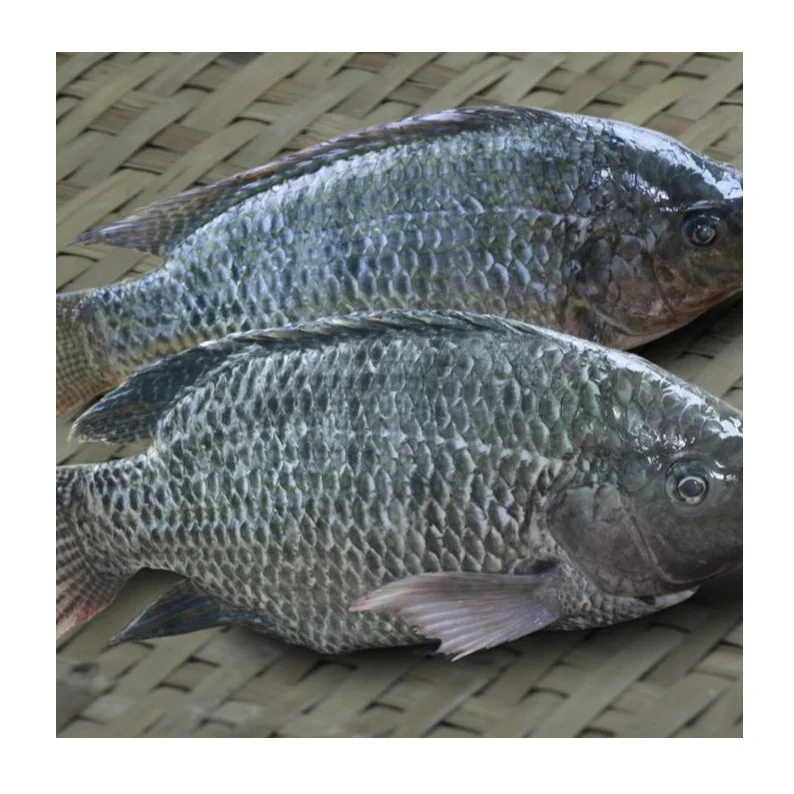 Premium Quality Frozen Fish Tilapia | Whole Red Tilapia Fish Bulk Stock ...