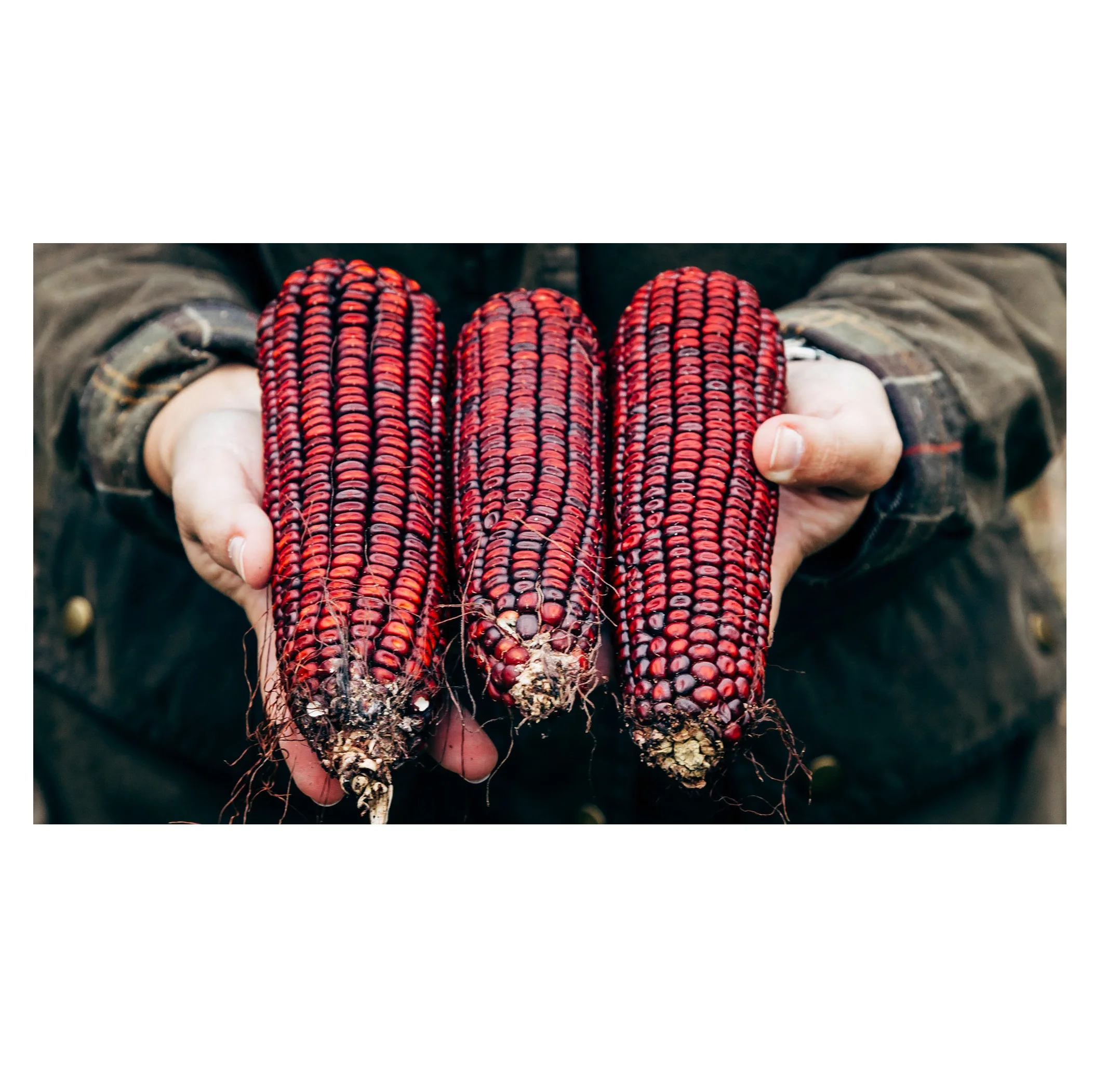 Cheap Fresh Non-Glutinous Red GMO Corn High Quality Grain Rich Nutrients for Animal Feed Food Processing Farming Use Thailand
