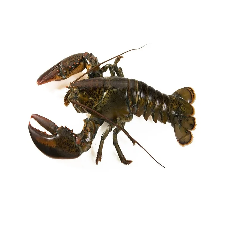Best Price Fresh / Live / Frozen Canadian Lobsters (seafood) Bulk Stock