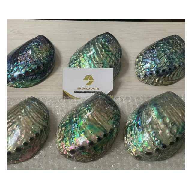 Large Polished Queen Snail Abalone Shells From Vietnam for Christmas Collection and Decoration - Caryln 0084935825297