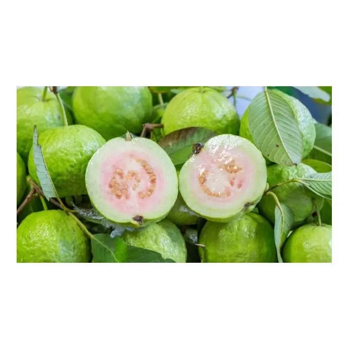 Top Quality Good Taste Fresh Fruit Guava For Wholesale Purchase Fresh