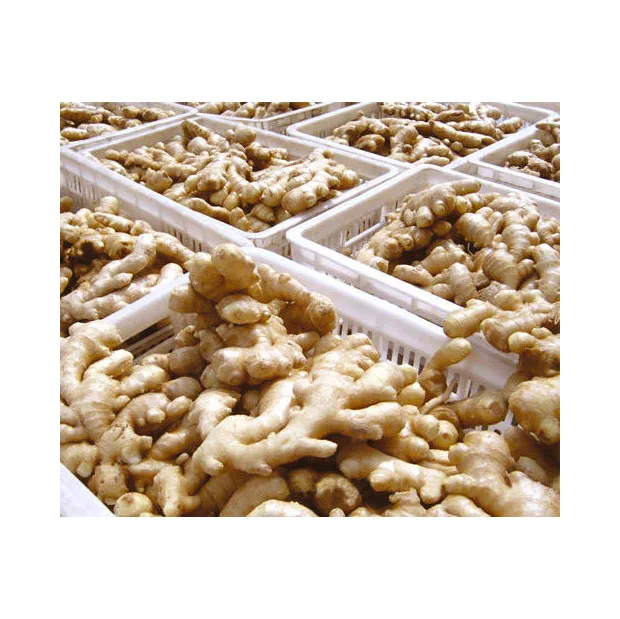Fresh Ginger With 100 Natural Ginger From Hot Sale Root Market Fresh