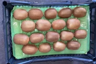 Свежие фрукты Kiwi 90 г в скрипиках и пластиковые картонные коробки турецкий оригинальный оптовая продажа свежих