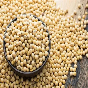 Organic Dried Soybean High Quality Wholesale Soybean Cultivated with Care