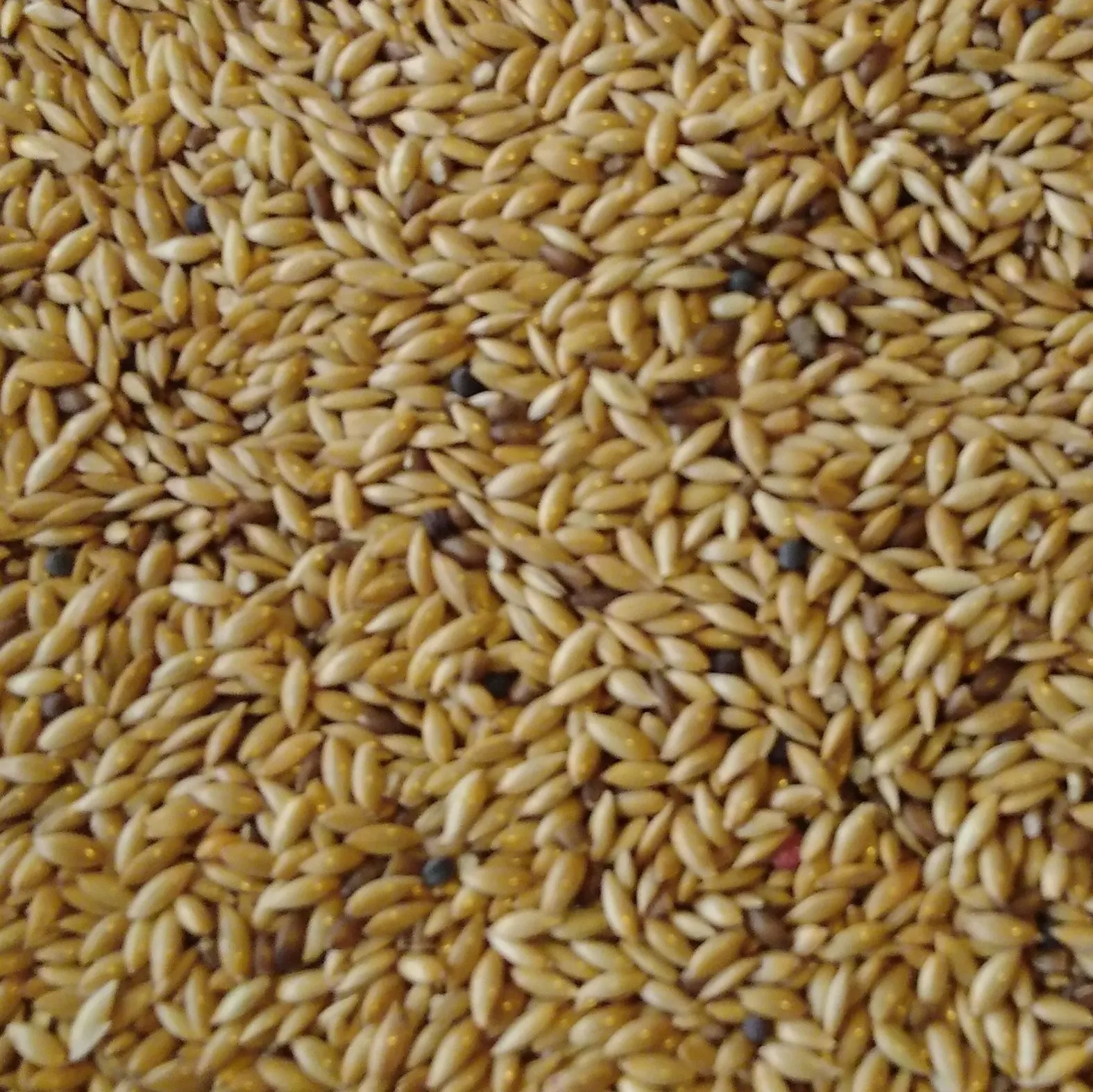 Original Best Quality Canary Seed For Sale / Buy Canary Seeds Bulk Processed Natural Birds