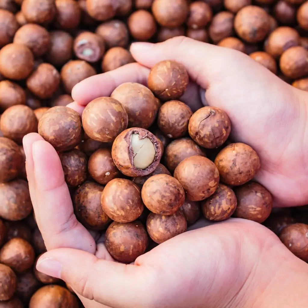 Premium Organic Macadamia Nuts in Shell Raw Bulk Supplier | High Quality Natural Macadamias Wholesale for Export & Retail