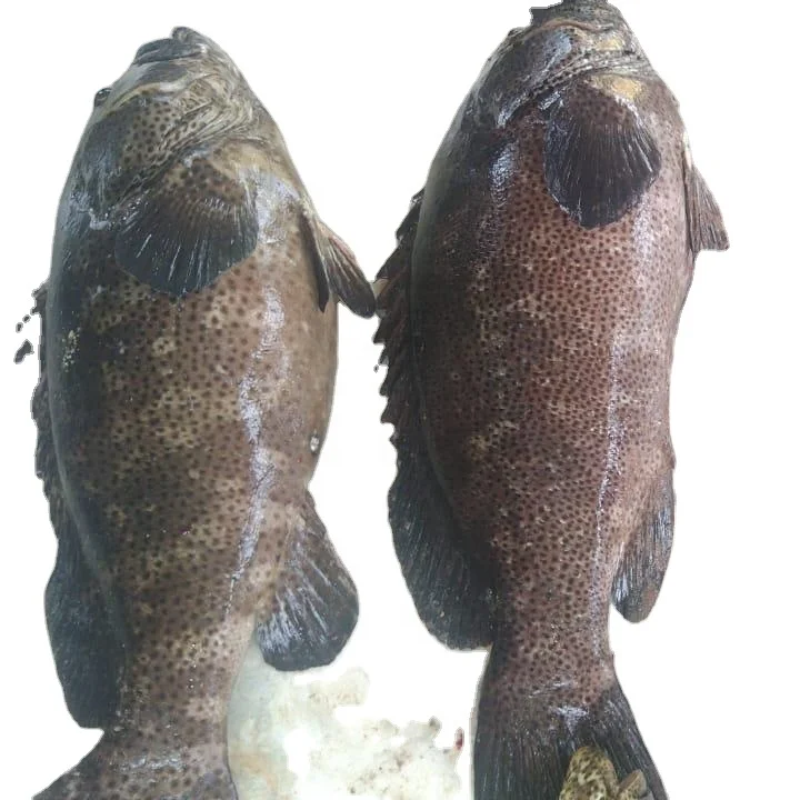Great Quality Delicious Spotted Grouper Fish From Indonesia For Sale
