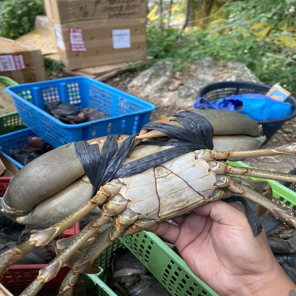 Fresh Red King Crab Fresh/frozen/live Red King Crabs - Buy Crab King