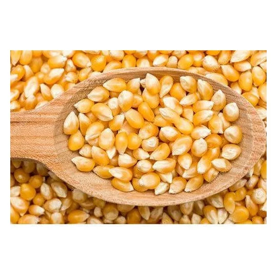 Yellow corn Maize - Wholesale Canadian Sweet Yellow Corn For Animal Feed