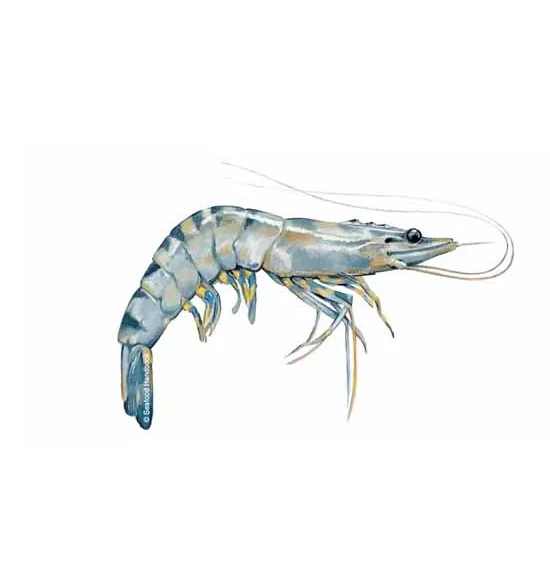 live black tiger shrimp for sale